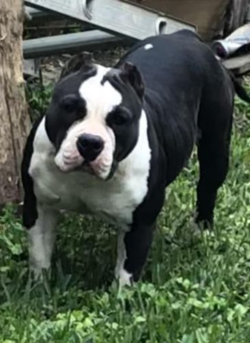 (adult) American Bully
