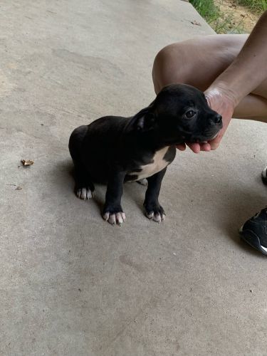 American bully pups