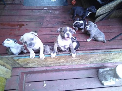 Beautiful healthy pups