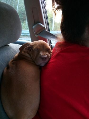 9 week old female red nose pitbull