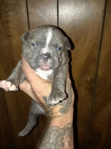 American Bully Female pup