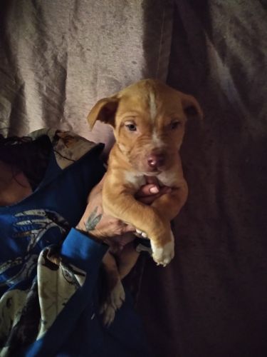 Pitt bill puppies red nose