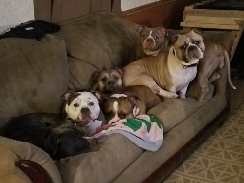 1 year old Intact male UKC PURPLE RIBBON REGISTERED AMERICAN BULLY