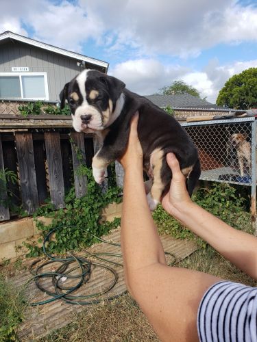 XL Bullies - Females