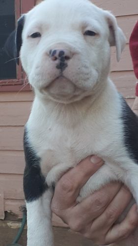 Beautiful bully puppies