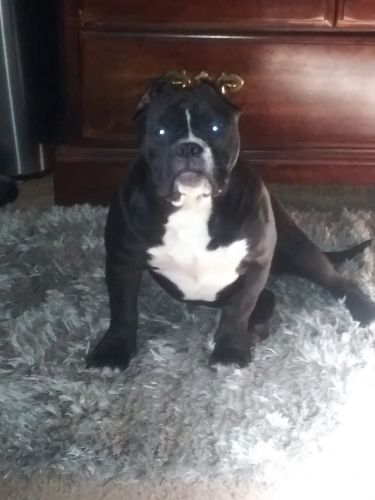 Gorgeous Registered (ABKC) Black&White American Bully