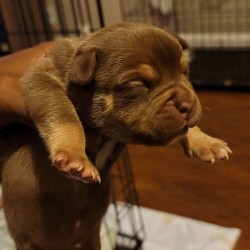 American pocket tri-color bullys puppies