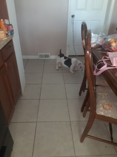 His name is king 4 months old