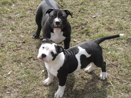 american bully dogs - caring