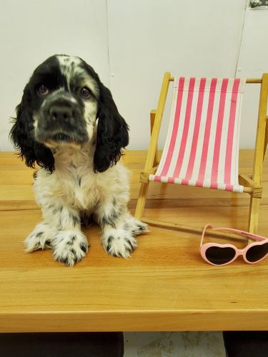 Mr. Blue-Cocker Spaniel Male