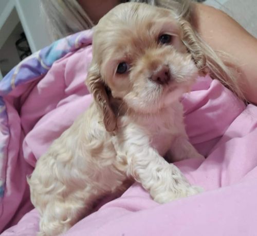 Cocker spaniel puppies