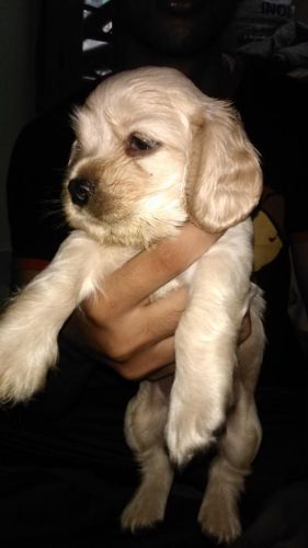 american cocker puppies for sale !