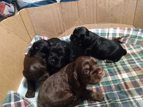 Purebred cocker spanial puppies, non papered