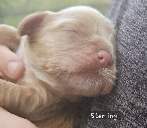 Cocker Spaniel Puppy