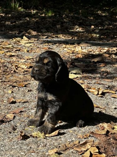 American Cocker Spaniels