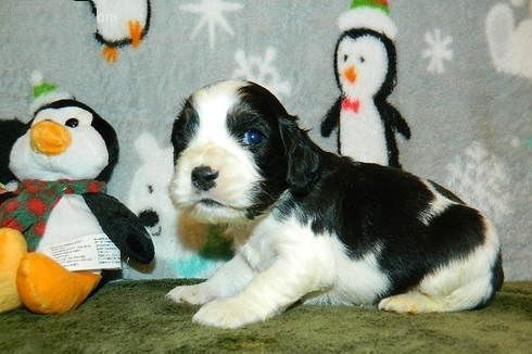 American Cocker Spaniel puppies