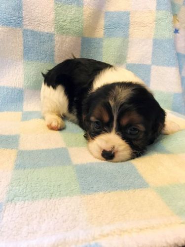 twilight female cockalier