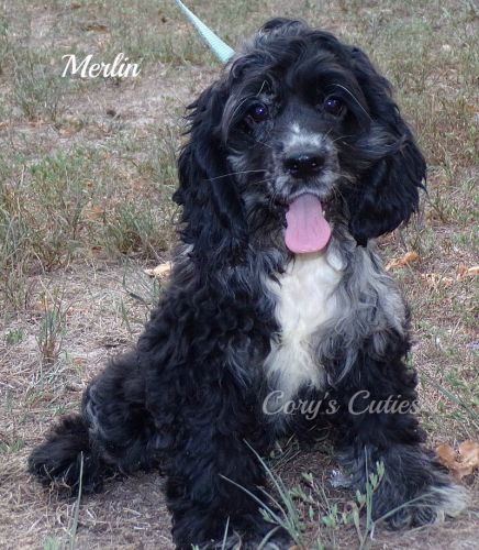 AKC Cocker Spaniel Puppy
