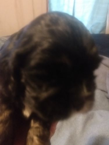 Cocker spaniel puppies