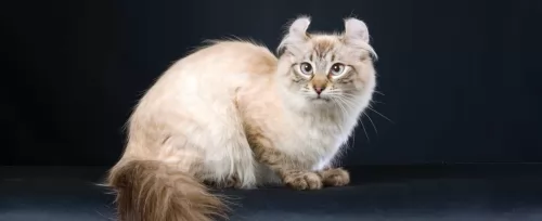 american curl cat - characteristics