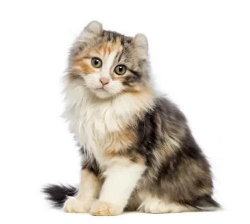 american curl kitten - description