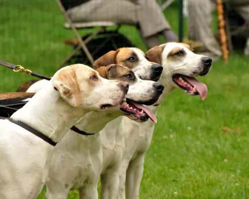 american english coonhound dogs - caring