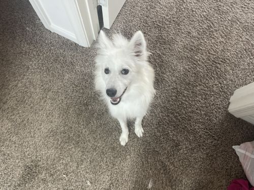 American Eskimo Dog