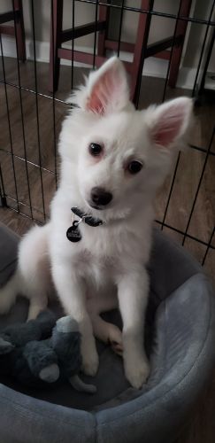 Adorable American eskimo puppy
