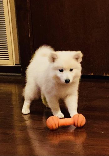 American Eskimo Puppy - Female 11 weeks old