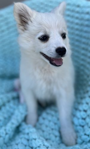 Miniature American Eskimo Pups