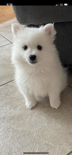 American Eskimo mini