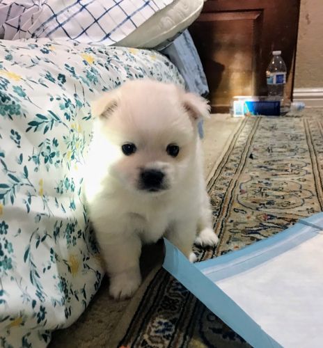 Beautiful American Eskimo miniatura born 04/22/23