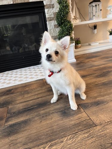 American Eskimo Pomsky