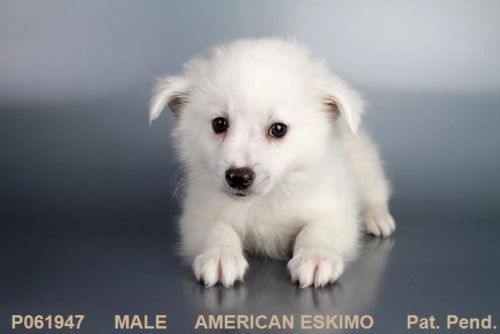Male American Eskimo Puppy!