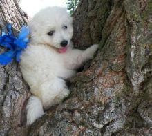 American Eskimo *** Puppies Available