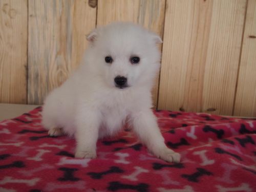 Snowball Eskimo Dog Female ***