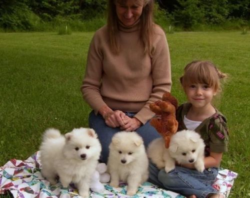 White American Eskimo puppies ready
