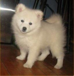 American Eskimo puppies