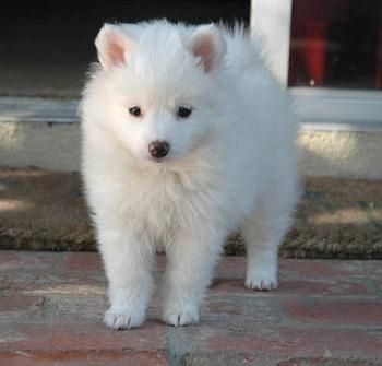 ckc american eskimo puppies