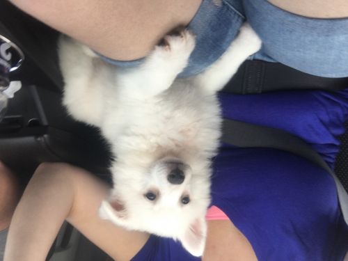 Female American Eskimo puppy
