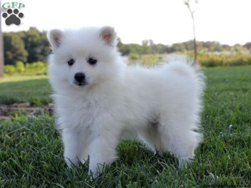 precious American Eskimo