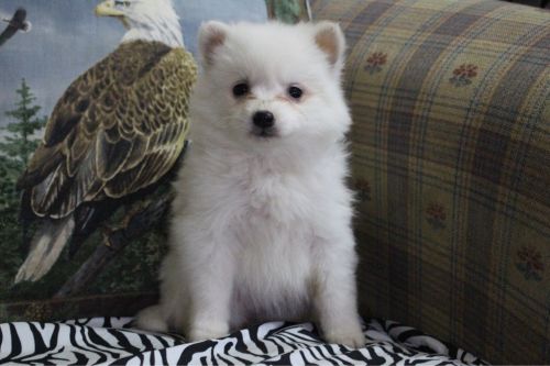 JORDAN MALE ESKIMO DOG