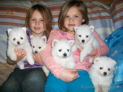 AMERICAN ESKIMO PUPPIES
