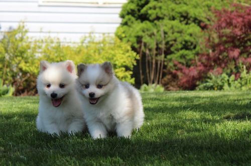 Eskipom puppies