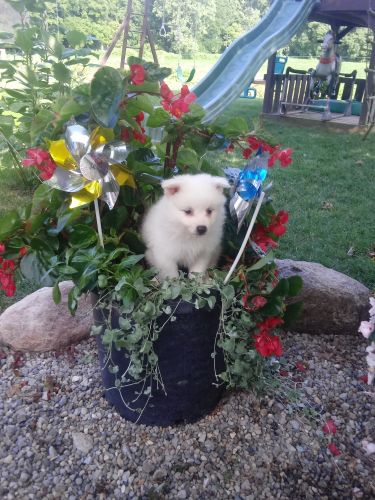 American eskimo spitz puppies