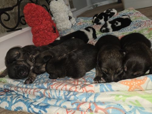 Beagle and Norwegian Elkhound