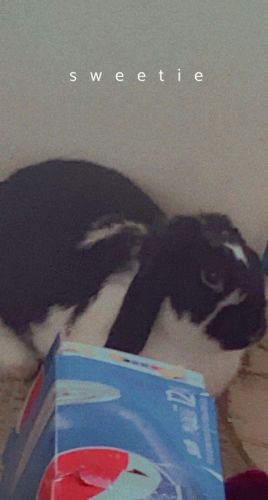 Selling a black and white loped ear