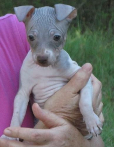American Hairless Terrier Puppies For Sale