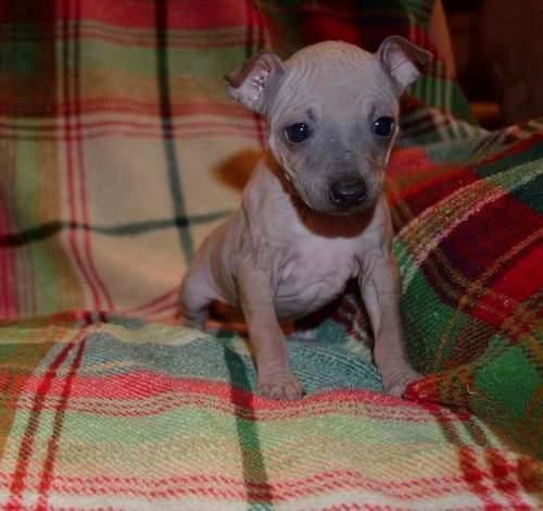 American Hairless Terrier puppies