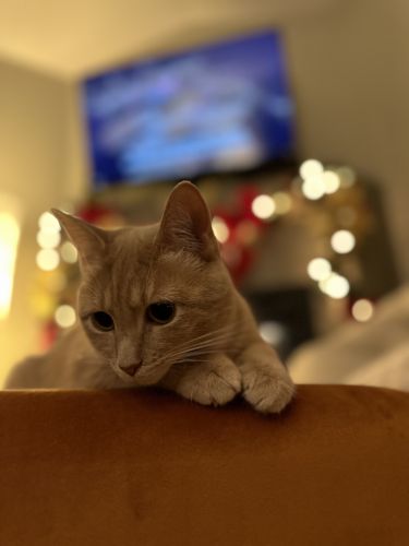 1 yr Female Orange Tabby